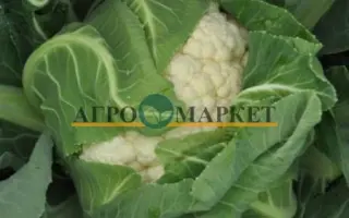 Ferrara / Феррара