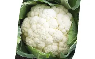 Fortaleza / Форталеза