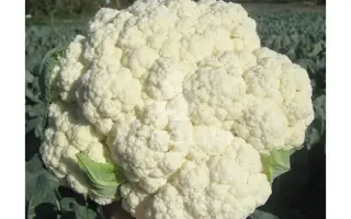 Freedom F1 / Фрідом F1