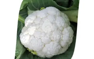 Frontina / Фронтіна