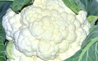 Fulmine / Фулмін