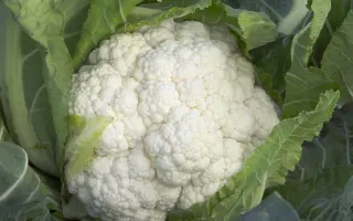 Chambord F1 / Шамбор F1