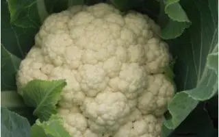 Alabastra F1 / Алабастра F1