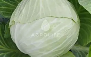 Aldrin F1 / Альдрін F1