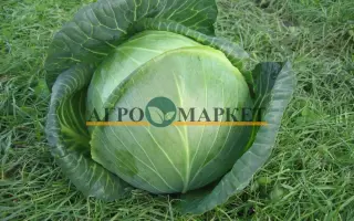 Amazing / Амейзін F1