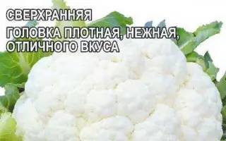 Baldo F1 / Балдо F1