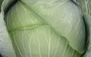 Baker F1 / Бейкер F1