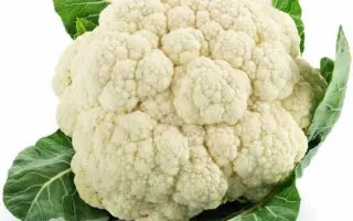 Belcourt / Белькур