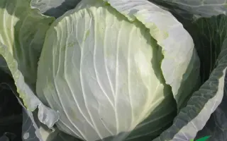 Witki F1 / Віткі F1