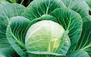 Гілея / Гілея