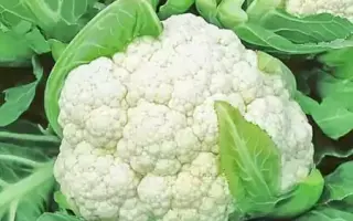 Lateman / Латеман F1