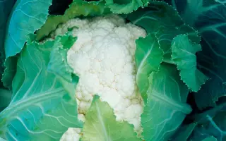 Livingston F1 / Лівінгстон F1