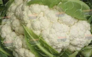 Matin F1 / Матін F1