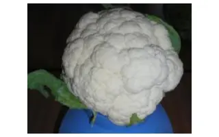 Mayflower F1 / Мeйфлауер F1