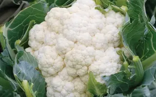 Ormonde / Ормонд