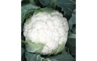 Planita F1 / Планита F1