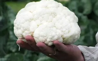 Sabord / Саборд