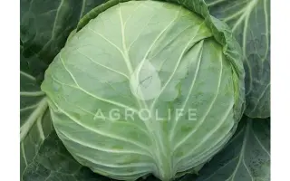 Siria F1 / Сірія F1