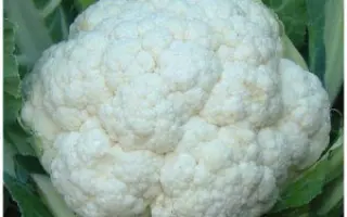 Stargate F1 / Старгейт F1