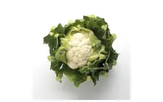 Taberna F1 / Таберна F1