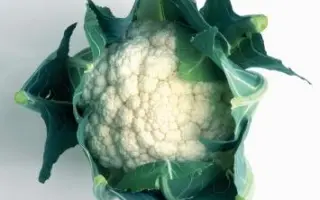 FARADAY / ФАРАДЕЙ