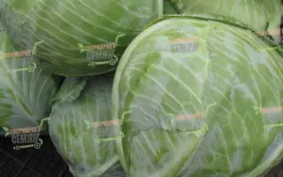 Fastnet F1 / Фастнет F1