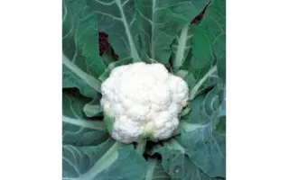 Fremont F1 RS / Фремонт F1