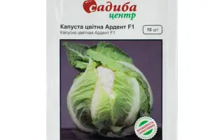 Anthracite / Антрацит