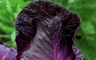 Kalibos / Калібос