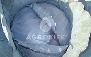 Moderat / Модерат