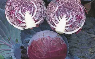 Primero F1 / Прім'єро F1