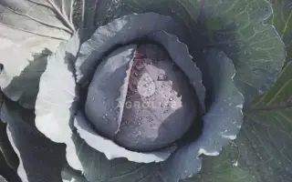 Ranchero F1 / Ранчеро F1