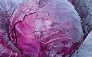 Red Jewel / Ред Джевел