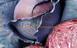 Red Dinasty F1 / Ред Дінасті F1