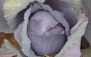 REDGUARD / Редгард