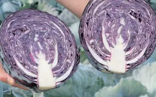 Redma F1 / Редма F1