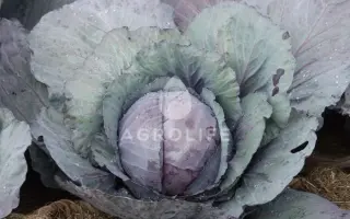 Redsky F1 / Редскай F1