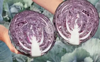 Rexoma F1 / Рексома F1