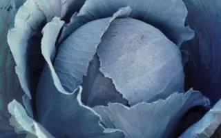 Rescue F1 / Рескью F1