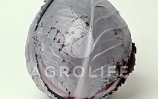 Rodon F1 / Родон F1