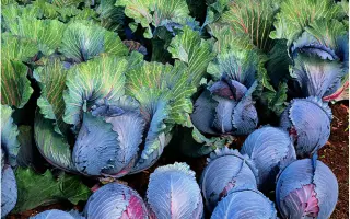 Roxy F1 / Рокси F1