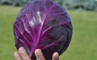 Romanov F1 / Романов F1