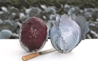 Buskaro F1 / Бускаро F1