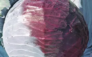 Lectro F1 / Лектро F1