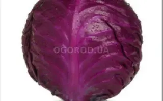 Langesvyt Red / Лангесвит Ред