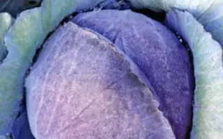 Mohykan F1 / Могікан F1