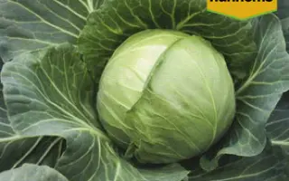 Nurima F1 / Нуріма F1