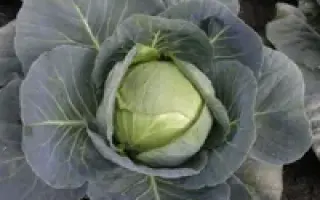 Reguma F1 / Регума F1