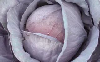 Red Charisma / Ред Харизма