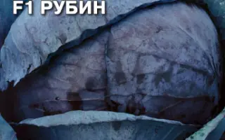 Rubin F1 / Рубін F1